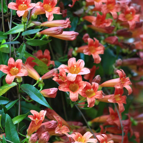 Best Sellers - Plants